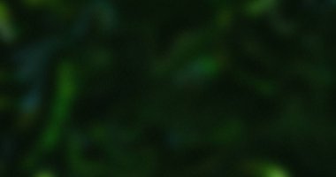 Soyut Koyu Yeşil Doğa Yeşiller Yemyeşil Yapraklar Bulanık Doku Derin Orman Tonları Zümrüt Yeşil Tonlar Açık Yeşil Tonlar Doğal Bitki Hayatı Fotoğrafları