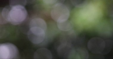 Soyut Yeşil Doğa Bokeh Arkaplan Yumuşak Odaklanma Bulanık Işık Çemberleri Odaklı Fotoğraf Işığından Şekiller