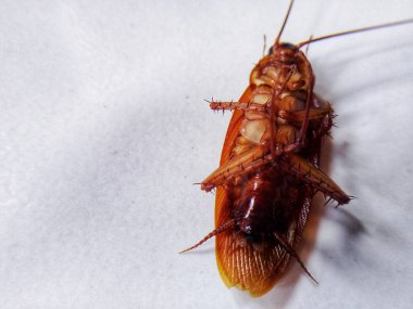 Böcek ilacı sıktıktan sonra yerde ölü hamamböceği yatıyor.