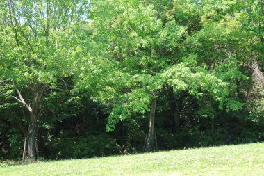 Taze yeşillik ve yaz başında çayır parkı