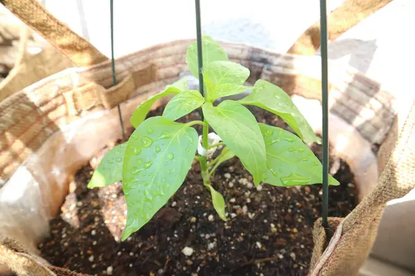 Yeşil biber fideleri ev bahçesinde