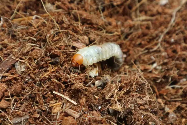 Böcek larvası 2 numaralı toprakta hareket ediyor.