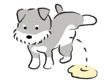 Schnauzer, işemek için bacaklarını kaldıran bir köpek.