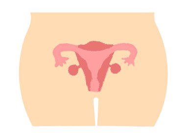 İnsan vücudu diyagramı, rahim ve yumurtalıklar el yazısıyla çizilmiş.