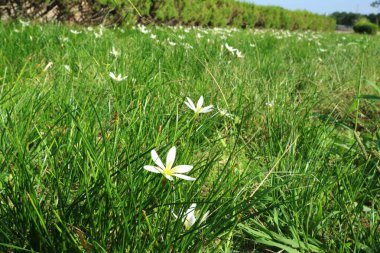 Bankada açan beyaz çiçekler _ Tamasudare çiçekleri