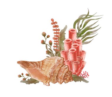 Su altı dünyasının suluboya akvaryumu kabuklu, yosunlu ve deniz süngerli. Doğal deniz yaşamı. Beyaz arkaplanda el çizimi çizimi çizimi