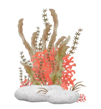 Su altı dünyası, taşlarla, mercanlarla ve deniz yosunlarıyla suluboya bileşimi. Akvaryum dekoru. Doğal deniz bileşimi. Çizim tarzında el çizimi çizimi. Beyaz arkaplanda izole.