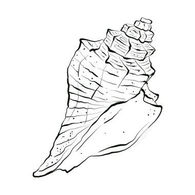 Deniz hayvanlarının olduğu su altı dünyası, spiral rapan kabuğu. Deniz kabuğunun el çizimi grafikleri. Eskiz tarzında siyah mürekkeple çizilmiş. Beyaz arkaplanda izole.