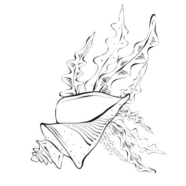 Deniz kabukları ve yosun sürüsü. El çizimi çizimi, grafik seti. Eskiz tarzında siyah mürekkeple çizilmiş. Beyaz arkaplanda izole edilmiş, paketleme ve çocuk boyama sayfaları için tasarım.