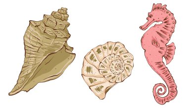 Sarmal kabuk ve deniz atı seti. Su altı dünyası. Düz stilin el çizimi grafikleri. Tekstil baskısı, kart, davetiyeler için beyaz arkaplanda izole.