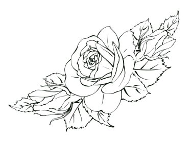 Zarif bir buket gül, çizilmiş el çizimi sanat eseri. Logo, etiket, baskı ve poster için siyah beyaz renkte gerçekçi bir çiçek tasarımı. izole.