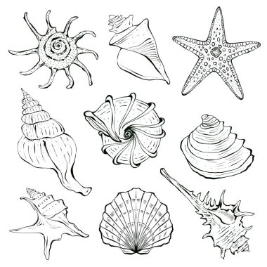 Grafik gibi deniz kabukları, sualtı dünyası elementleri. Çizim tarzında el çizimi siyah mürekkeple çizilmiş. Paketleme tasarımı, yazdırma, tekstil tasarımı.