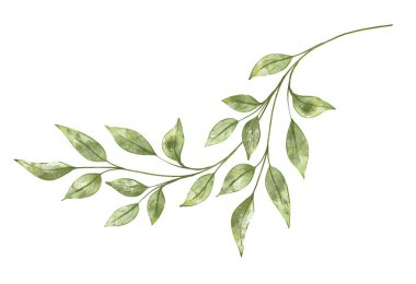 Beyaz arka planda suluboya zarif yeşillik dalı var. Düğün davetiyesi için botanik el resmi çizimi, tebrik kartı sonu eko tasarımı.