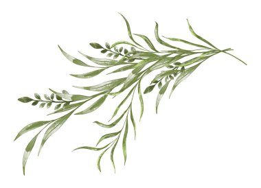 Beyaz arkaplanda suluboya okaliptüs dalı var. Düğün davetiyesi için botanik el resmi çizimi, tebrik kartı sonu eko tasarımı.