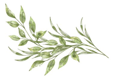 Beyaz arkaplanda suluboya dalları izole edilmiş. Düğün davetiyesi için botanik el resmi çizimi, tebrik kartı sonu eko tasarımı.
