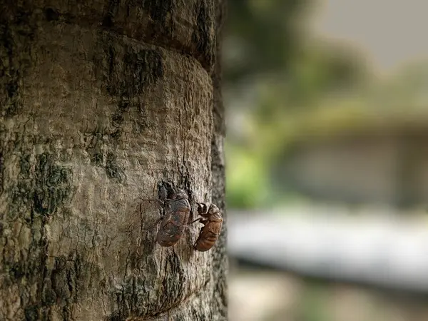Cicada Shell Attached Tree Trunk Bug Insect Shell — Φωτογραφία Αρχείου
