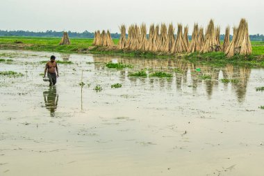 Kuzey 24 Parganas Batı Bengak Hindistan 'da jüt kurutma işlemi