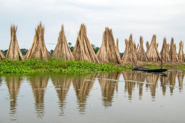 Kuzey 24 Parganas Batı Bengak Hindistan 'da jüt kurutma işlemi