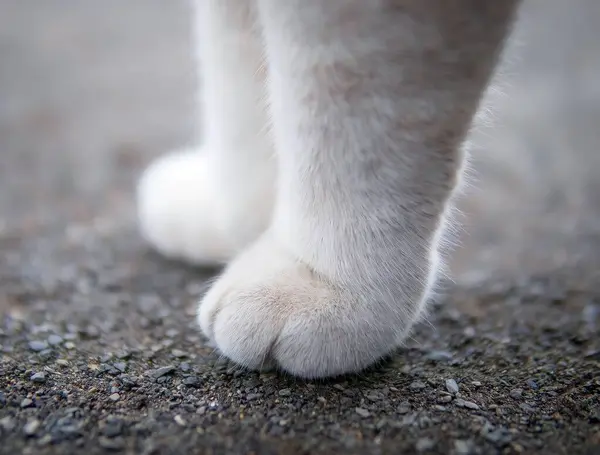 a close up of a white cat\'s paw and feet