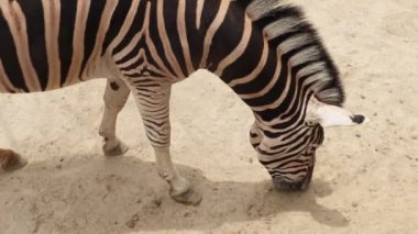 Hayvanat bahçesi videosunda yiyecek arayan bir zebra. 4k Zebra ot yiyor.