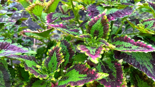 Görüntü, çarpıcı yeşil ve mor renklere sahip canlı, değişik yeşillikler sergiliyor..