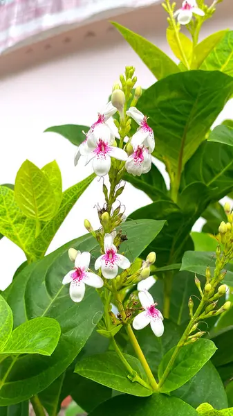 Bougainvillea yeşilliklerin arasına yuva kurar..