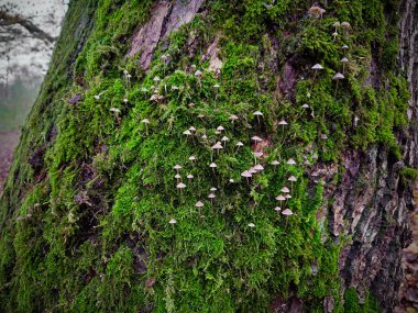 Ormanda güzel bir yosun.