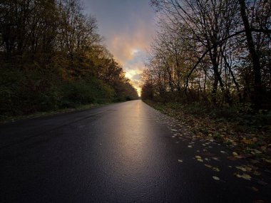 Sonbahar ormanında yol