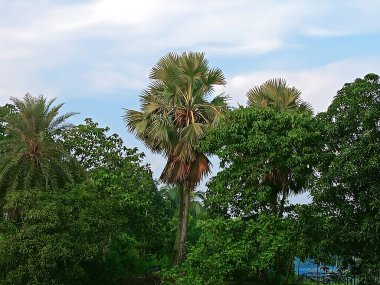 Tropical Palm and Green Foliage Against Blue Sky clipart