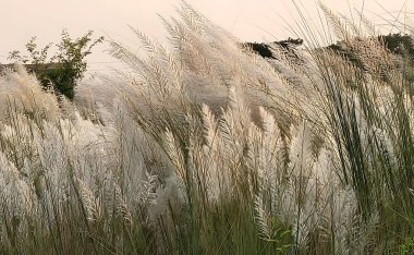 Serene Wild Grass Field White Kashful or Kans at Sunset clipart