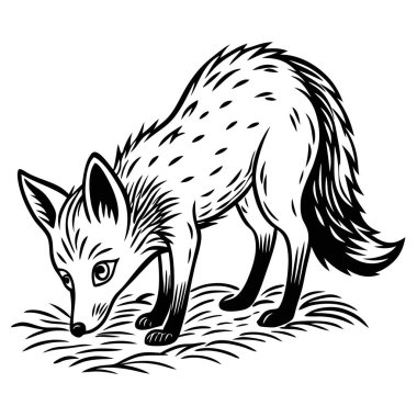 Curious Fox in Nature clipart