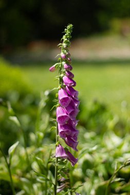 Baharın bahçesinde izole edilmiş pembe yüksükotu çiçeği yeşil saplı pembe çanlar arka planda yeşil yapraklar dikey baharda simetrik bahar arka planı veya her iki tarafta tip için arka plan odası