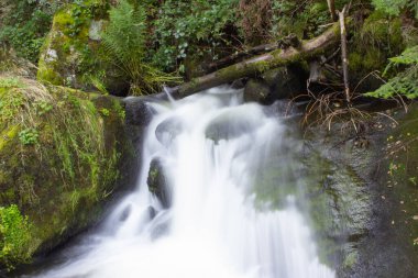 Serin bir orman deresi, yemyeşil yapraklarla çevrili yosun kaplı kayaların üzerinden yavaşça akar. Suyun sakinleştirici sesi bu sakin orman sahnesinde huzurlu bir atmosfer yaratıyor..