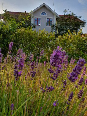Makedonya 'nın doğasını soluyor