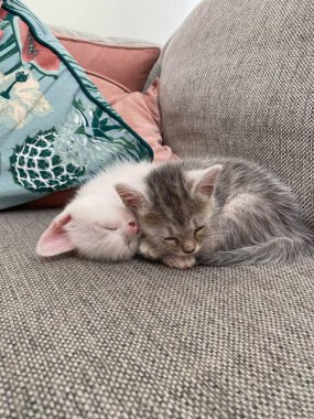 Kediler Jnkping, İsveç 'te kış gününün tadını çıkarıyor