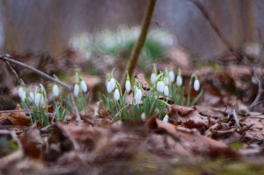 İlk bahar kar yağışı, ormandaki ilk kar tanesi.