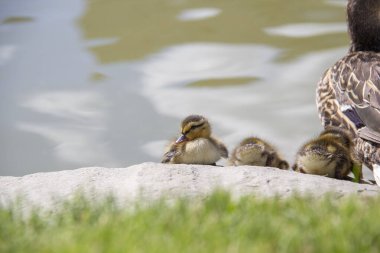 Yavru ördek yavruları güneşli bir günde anneleriyle birlikte bir göletin kenarında güneşleniyorlar.