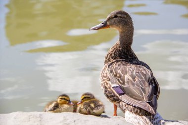 Yavru ördek yavruları güneşli bir günde anneleriyle birlikte bir göletin kenarında güneşleniyorlar.