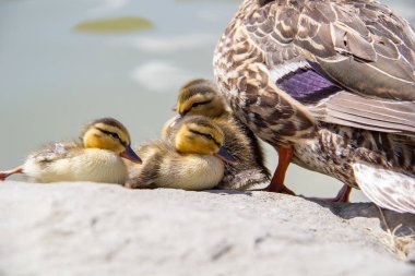 Yavru ördek yavruları güneşli bir günde anneleriyle birlikte bir göletin kenarında güneşleniyorlar.