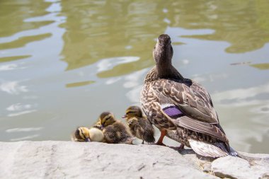 Yavru ördek yavruları güneşli bir günde anneleriyle birlikte bir göletin kenarında güneşleniyorlar.