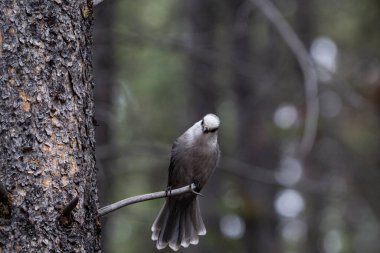 Kanada 'nın ulusal kuşu Gri alakarga' ya (Garrulus Ruguus) yakın plan, yemyeşil orman arka planına sahip bir ağaç dalına tünemiştir.