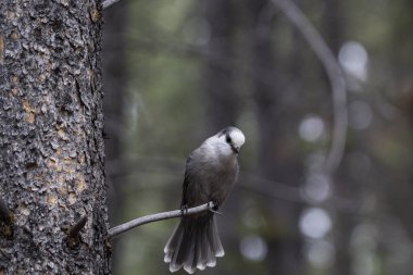 Kanada 'nın ulusal kuşu Gri alakarga' ya (Garrulus Ruguus) yakın plan, yemyeşil orman arka planına sahip bir ağaç dalına tünemiştir.