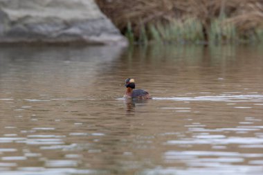 Bir yaz günü Airdrie Alberta Kanada 'da bataklıkta gölette yüzen iki turuncu çizgili ve boncuk kırmızısı gözlü ender bir kuş..