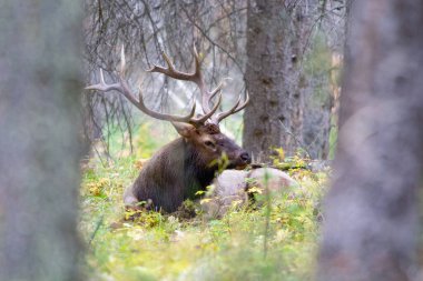 Büyük Geyik boynuzlarıyla, uzun otların arasında, sonbaharda, Banff, Ulusal Park, Kanada 'da ormanın hemen dışında.