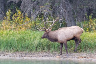 Büyük Geyik boynuzlarıyla, uzun otların arasında, sonbaharda, Banff, Ulusal Park, Kanada 'da ormanın hemen dışında.