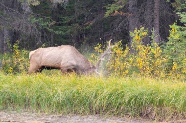 Büyük Geyik boynuzlarıyla, uzun otların arasında, sonbaharda, Banff, Ulusal Park, Kanada 'da ormanın hemen dışında.