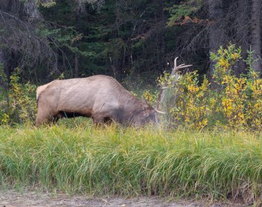 Büyük Geyik boynuzlarıyla, uzun otların arasında, sonbaharda, Banff, Ulusal Park, Kanada 'da ormanın hemen dışında.