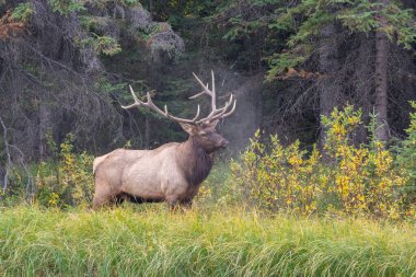 Büyük Geyik boynuzlarıyla, uzun otların arasında, sonbaharda, Banff, Ulusal Park, Kanada 'da ormanın hemen dışında.