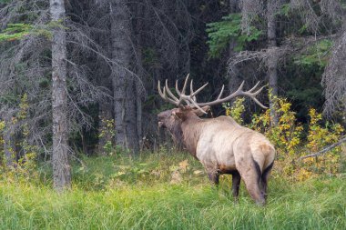 Büyük Geyik boynuzlarıyla, uzun otların arasında, sonbaharda, Banff, Ulusal Park, Kanada 'da ormanın hemen dışında.