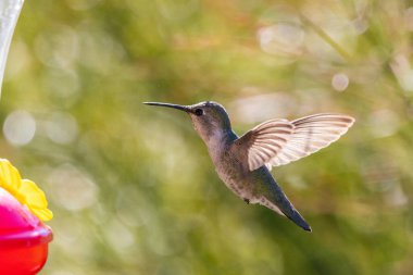 Anna 'nın sırtında yeşil tüyler olan sinekkuşu olarak bilinen uçan bir sinekkuşu..